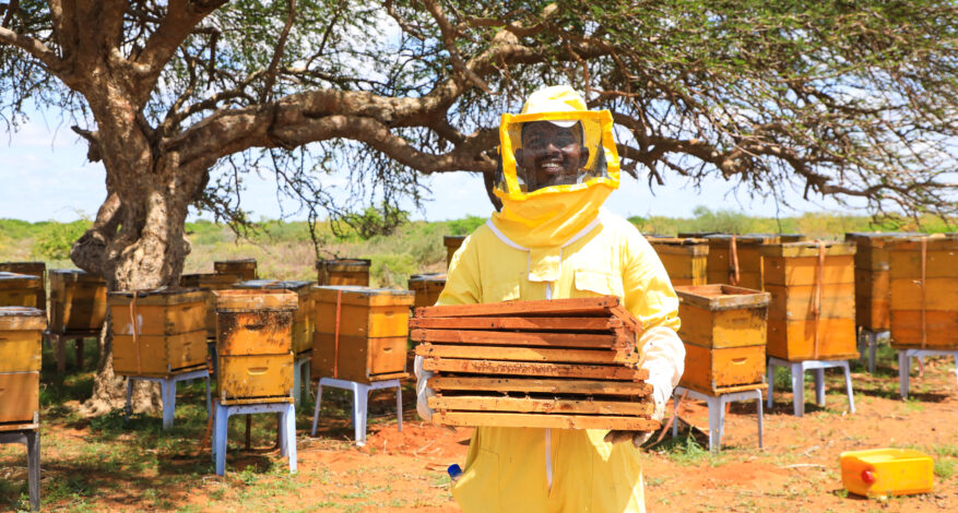 Building Climate Resilience with Bees as Beekeepers Get 600 Hives, PPEs, Machines